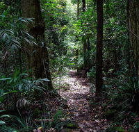 Springbrook Lyrebird Retreat - Accommodation Mermaid Beach