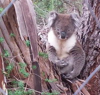 Stringybark Hills Retreat - Accommodation Mermaid Beach