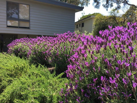 Kookas Retreat - Accommodation Mermaid Beach 14