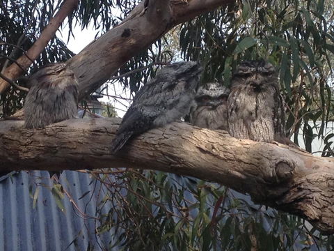 Kookas Retreat - Accommodation Mermaid Beach 15