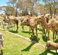 The Funny Farm - Animals / Churchhouse / Amazing Experience - Accommodation Mermaid Beach
