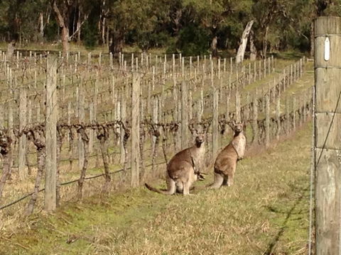 Valley Farm Vineyard Villas - Accommodation Mermaid Beach 2