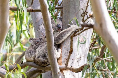 A Quiet Unit Overlooking A Reserve - Accommodation Mermaid Beach 0
