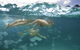 Tangalooma Island Resort - thumb 4