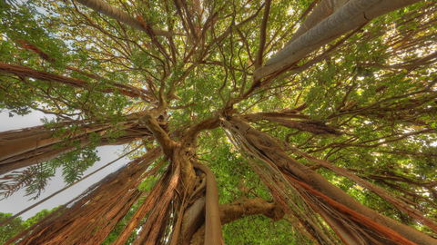 The Broken Banyan - Accommodation Mermaid Beach 18