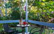 The Broken Banyan - thumb 12