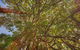 The Broken Banyan - thumb 17
