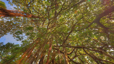 The Broken Banyan - Accommodation Mermaid Beach 17