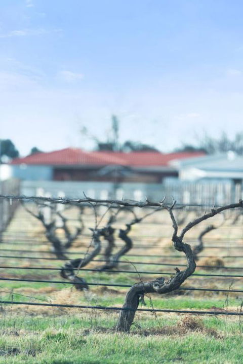 Crimson Ridge - Wines, Vines And Dine - Accommodation Mermaid Beach 1