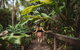 Daintree Ecolodge - thumb 1