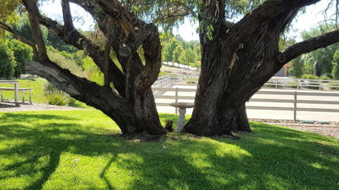 Equestrian Farm Stay - Accommodation Mermaid Beach 0
