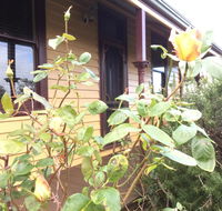 Albion Cottage - Accommodation Mermaid Beach