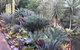 Ancient Gardens Guesthouse & Botanical Gardens - thumb 2