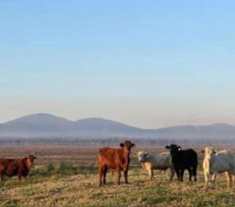 Rosemont By Tiny Away - Accommodation Mermaid Beach 3