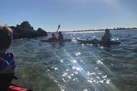 Penguin Island And Fremantle - Canoe, Chocolate & Coffee - Accommodation Mermaid Beach 1
