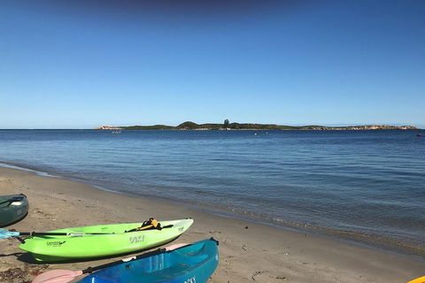 Penguin Island And Fremantle - Canoe, Chocolate & Coffee - Accommodation Mermaid Beach 2
