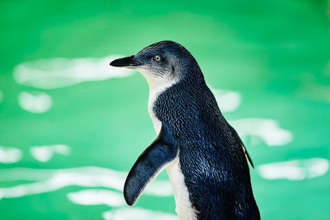 Penguin Island And Fremantle - Canoe, Chocolate & Coffee - Accommodation Mermaid Beach 4