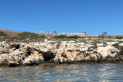 Penguin Island And Fremantle - Canoe, Chocolate & Coffee - Accommodation Mermaid Beach 5