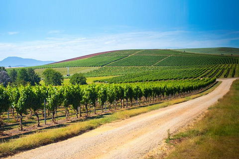 Full Day Tamar Valley Wine Tour - Accommodation Mermaid Beach 1