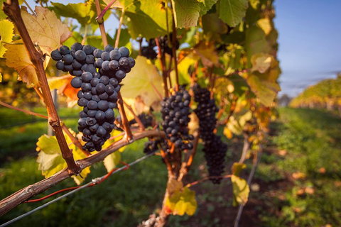 Half Day Tamar Valley Wine Tour - Accommodation Mermaid Beach 1