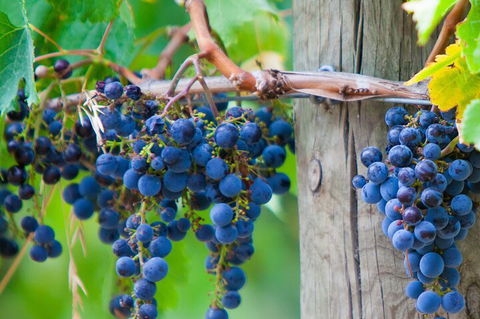 Mornington Peninsula Tour Inc Chairlift,beach Boxes,lunch,choc Tasting And More - Accommodation Mermaid Beach 4