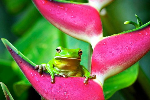 3-Day Best Of Cairns Combo: The Daintree Rainforest, Great Barrier Reef, And Kuranda - Accommodation Mermaid Beach 0