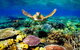 3-Day Best Of Cairns Combo: The Daintree Rainforest, Great Barrier Reef, And Kuranda - thumb 1