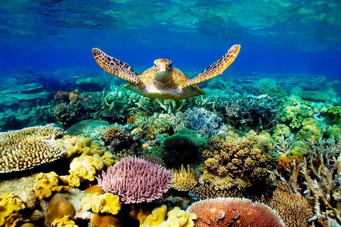 3-Day Best Of Cairns Combo: The Daintree Rainforest, Great Barrier Reef, And Kuranda - Accommodation Mermaid Beach 1