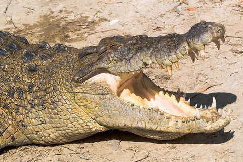 4-Day Cairns Ultimate Combo: Daintree Rainforest, Reef, Kuranda & Paronella Park - Accommodation Mermaid Beach 0