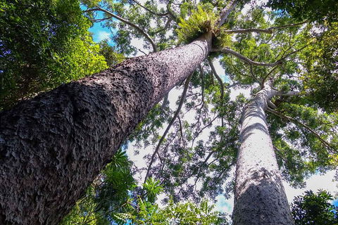 Paronella Park And Millaa Millaa Falls Full-day Tour From Cairns - Accommodation Mermaid Beach 1