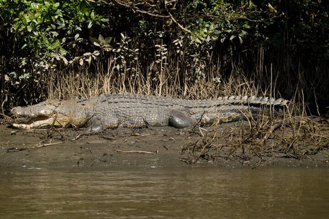 4-Day Cairns With Great Barrier Reef And Daintree Rainforest - Accommodation Mermaid Beach 4