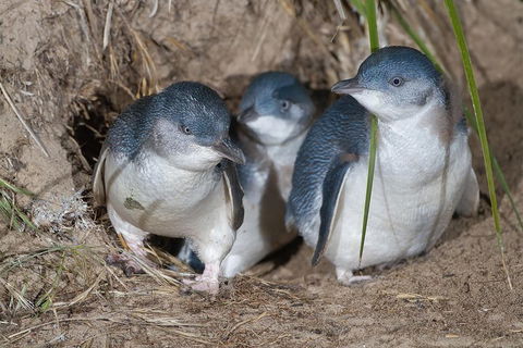 1 Day Exclusively Private Tour Of Phillip Island & The Penguin Parade - Accommodation Mermaid Beach 5