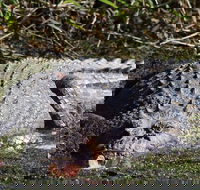 Full Day Tour in the Daintree - Accommodation Mermaid Beach
