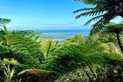 Full Day Tour In The Daintree - Accommodation Mermaid Beach 5