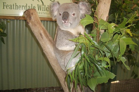 Full-Day Private Blue Mountains Tour With River Cruise - Accommodation Mermaid Beach 2