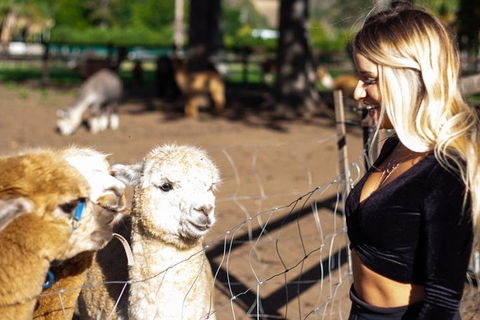 O'Reilly's & Lamington National Park Incl. Alpaca Farm + Vineyard - Accommodation Mermaid Beach 3