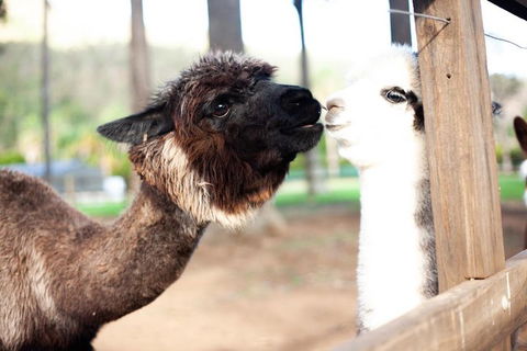 O'Reilly's & Lamington National Park Incl. Alpaca Farm + Vineyard - Accommodation Mermaid Beach 4