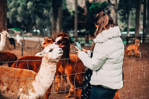 O'Reilly's & Lamington National Park Incl. Alpaca Farm + Vineyard - Accommodation Mermaid Beach 5