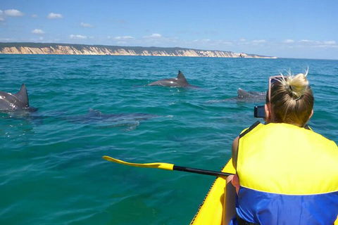 Kayak With Dolphins And 4WD Great Beach Drive Day Trip From Noosa - Accommodation Mermaid Beach 1