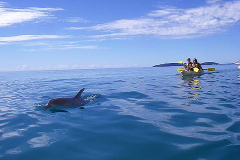 Kayak With Dolphins And 4WD Great Beach Drive Day Trip From Noosa - Accommodation Mermaid Beach 2