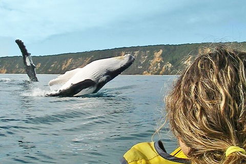 Kayak With Dolphins And 4WD Great Beach Drive Day Trip From Noosa - Accommodation Mermaid Beach 3