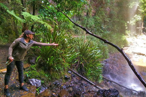 Rainforest & Waterfalls Extravaganza - Accommodation Mermaid Beach 4