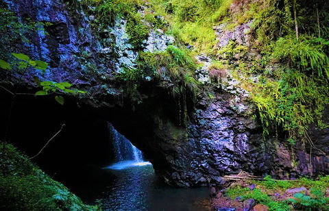 Rainforest & Waterfalls Extravaganza - Accommodation Mermaid Beach 5