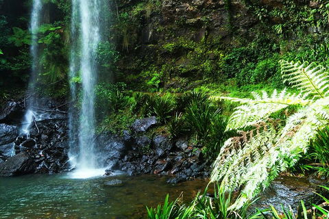 Private Tour - Rainforest & Waterfalls Extravaganza - Accommodation Mermaid Beach 1