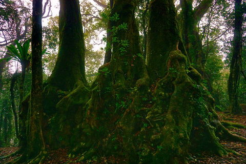 Private Tour - Rainforest & Waterfalls Extravaganza - Accommodation Mermaid Beach 5