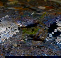Glow Worms Private Tour - Nocturnal Rainforest Walk - Accommodation Mermaid Beach