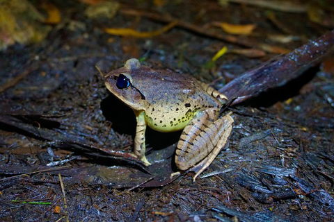 Glow Worms Private Tour - Nocturnal Rainforest Walk - Accommodation Mermaid Beach 0