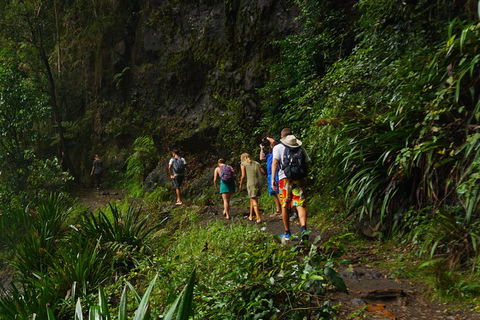 Glow Worms Private Tour - Nocturnal Rainforest Walk - Accommodation Mermaid Beach 1