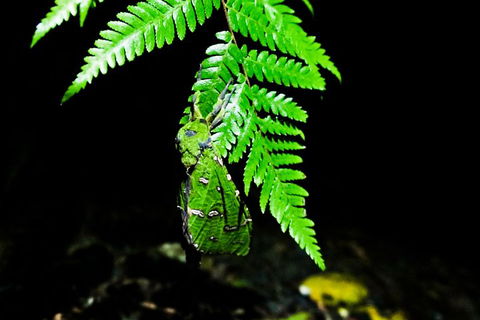 Glow Worms Private Tour - Nocturnal Rainforest Walk - Accommodation Mermaid Beach 2