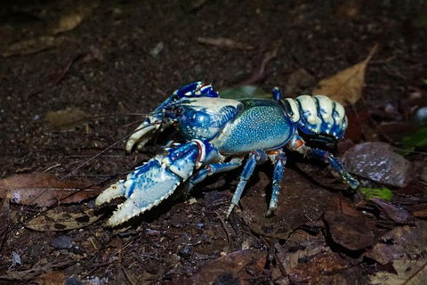 Glow Worms Private Tour - Nocturnal Rainforest Walk - Accommodation Mermaid Beach 4